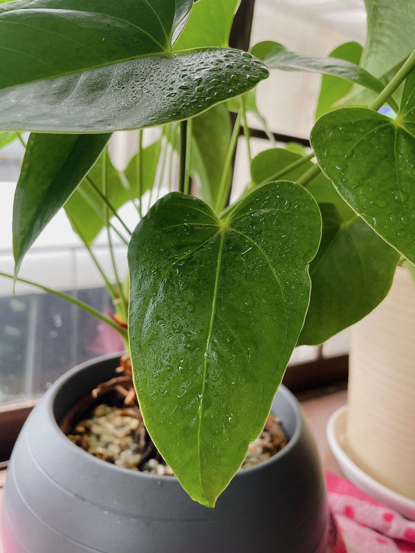 高壓微噴 的顧客照片
