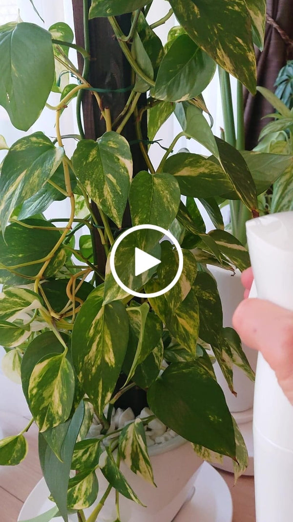 高壓微噴 的顧客照片
